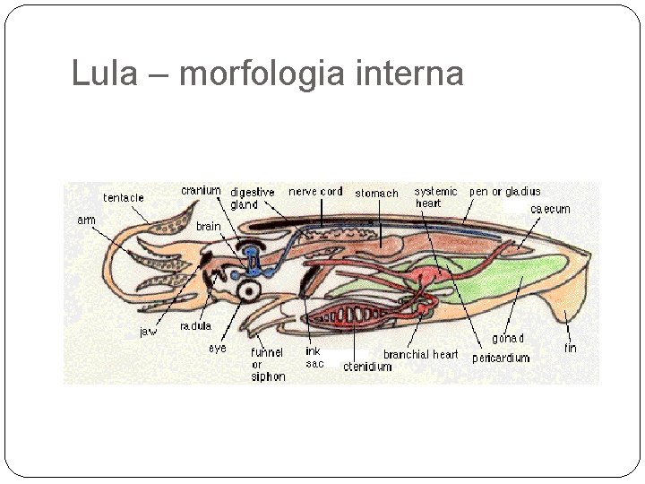 Lula – morfologia interna 