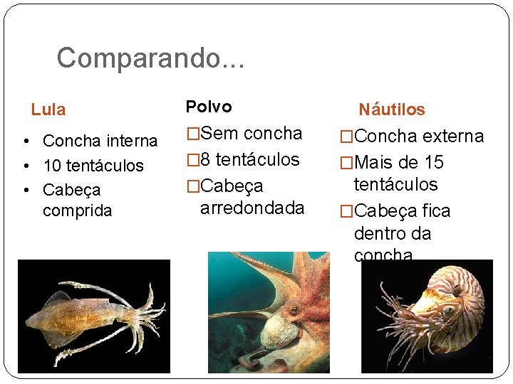 Comparando. . . Lula • Concha interna • 10 tentáculos • Cabeça comprida Polvo