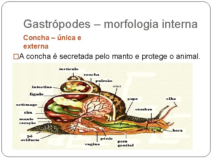 Gastrópodes – morfologia interna Concha – única e externa �A concha é secretada pelo