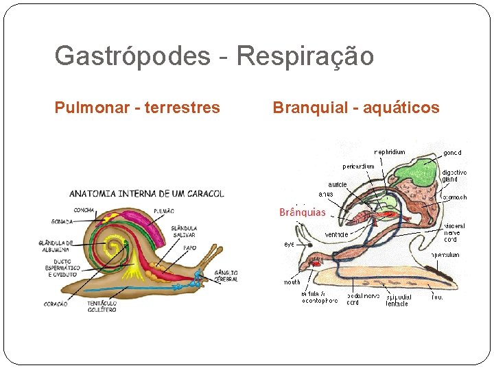 Gastrópodes - Respiração Pulmonar - terrestres Branquial - aquáticos 