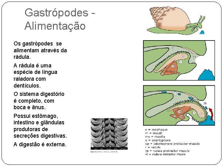 Gastrópodes Alimentação Os gastrópodes se alimentam através da rádula. A rádula é uma espécie