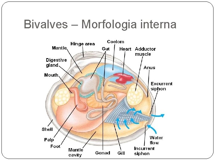 Bivalves – Morfologia interna 