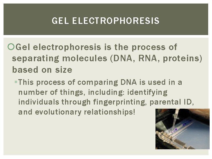GEL ELECTROPHORESIS Gel electrophoresis is the process of separating molecules (DNA, RNA, proteins) based