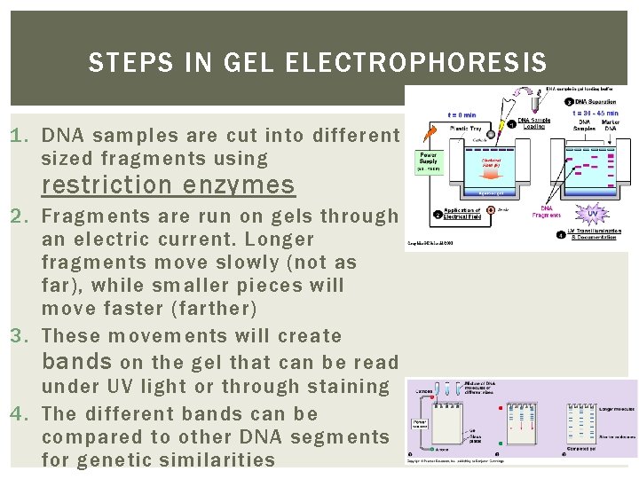 STEPS IN GEL ELECTROPHORESIS 1. DNA samples are cut into different sized fragments using