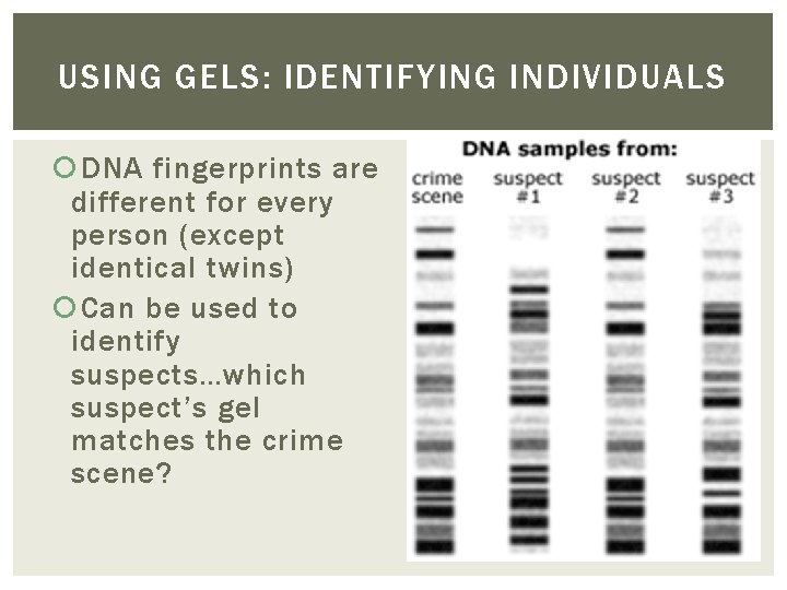 USING GELS: IDENTIFYING INDIVIDUALS DNA fingerprints are different for every person (except identical twins)
