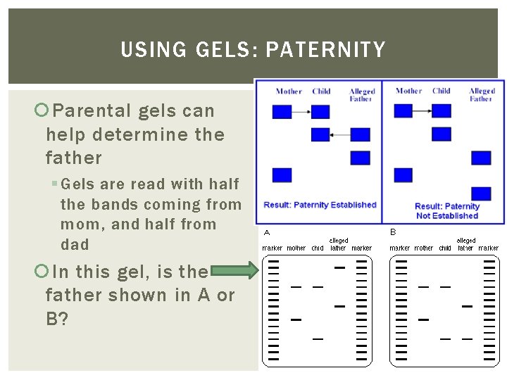 USING GELS: PATERNITY Parental gels can help determine the father § Gels are read