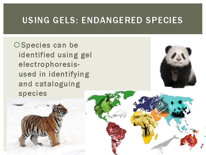 USING GELS: ENDANGERED SPECIES Species can be identified using gel electrophoresisused in identifying and