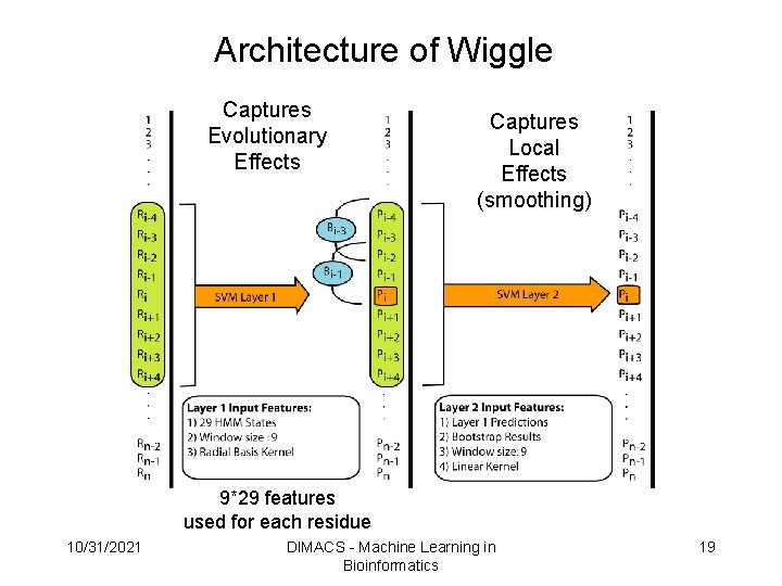 Architecture of Wiggle Captures Evolutionary Effects Captures Local Effects (smoothing) 9*29 features used for Architecture of Wiggle Captures Evolutionary Effects Captures Local Effects (smoothing) 9*29 features used for