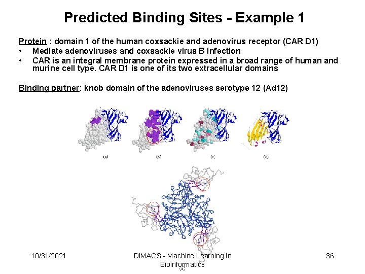 Predicted Binding Sites - Example 1 Protein : domain 1 of the human coxsackie Predicted Binding Sites - Example 1 Protein : domain 1 of the human coxsackie