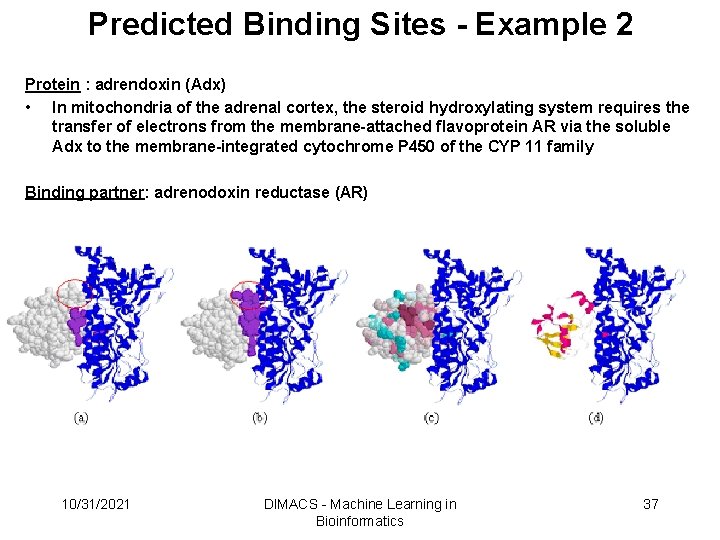 Predicted Binding Sites - Example 2 Protein : adrendoxin (Adx) • In mitochondria of Predicted Binding Sites - Example 2 Protein : adrendoxin (Adx) • In mitochondria of