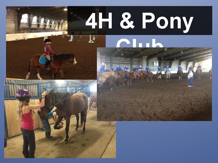 4 H & Pony Club 