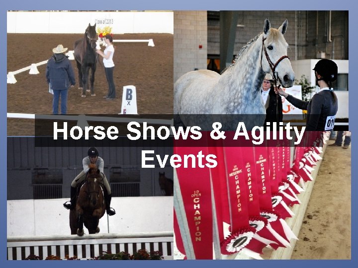 Horse Shows & Agility Events 