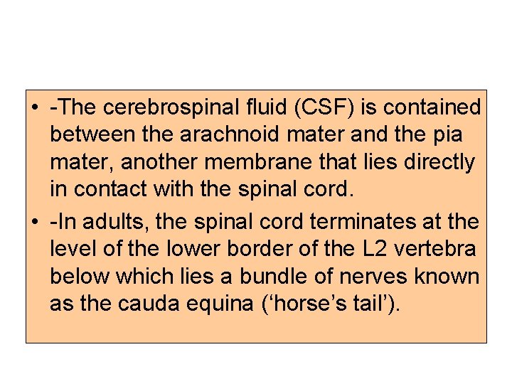  • -The cerebrospinal ﬂuid (CSF) is contained between the arachnoid mater and the