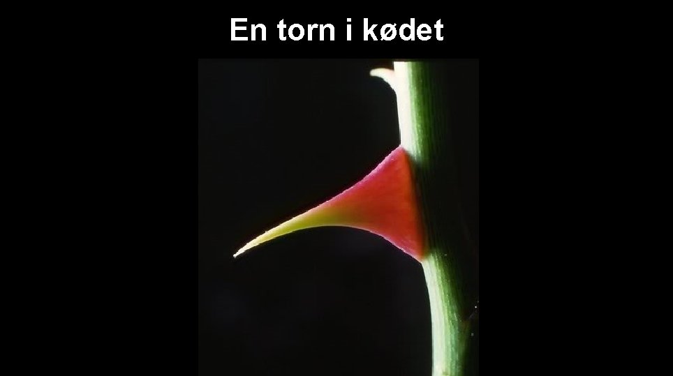 En torn i kødet 