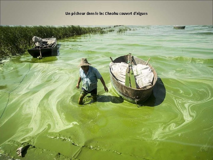 Un pêcheur dans le lac Chaohu couvert d’algues 