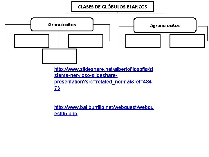 CLASES DE GLÓBULOS BLANCOS Granulocitos Neutrófilos 70% Eosinófilos 3% Agranulocitos Monocitos 5% Basófilos 0,