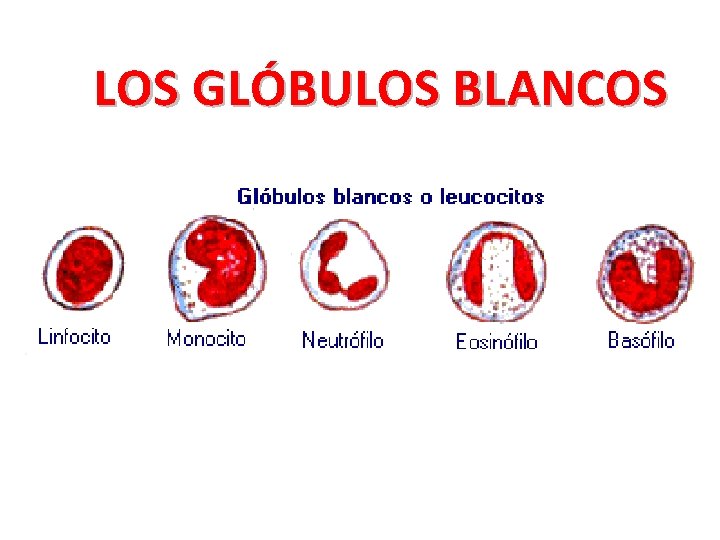 LOS GLÓBULOS BLANCOS 