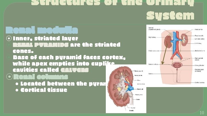 Structures of the Urinary System Renal medulla ⦿ Inner, striated layer ⦿ RENAL PYRAMIDS