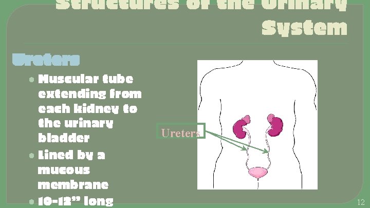 Structures of the Urinary System Ureters • Muscular tube extending from each kidney to