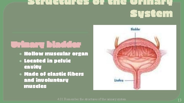 Structures of the Urinary System Urinary bladder • Hollow muscular organ • Located in