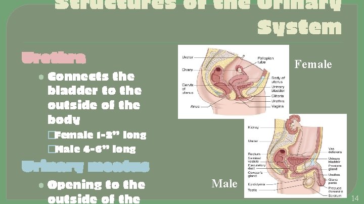 Structures of the Urinary System Urethra Female • Connects the bladder to the outside