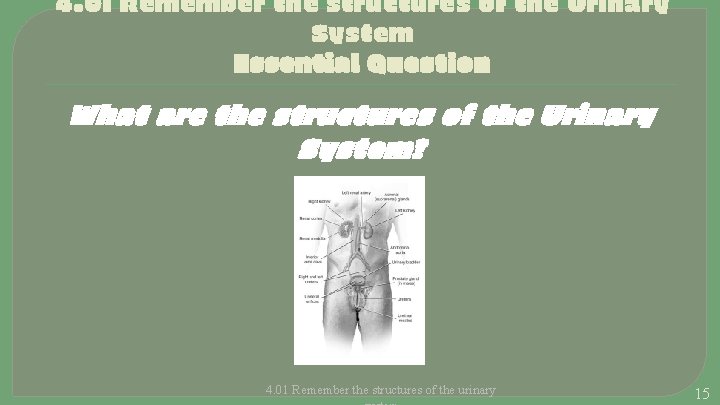 4. 01 Remember the structures of the Urinary System Essential Question What are the