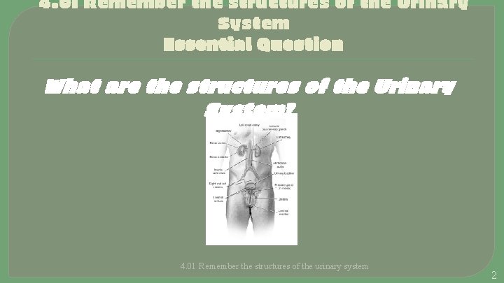 4. 01 Remember the structures of the Urinary System Essential Question What are the