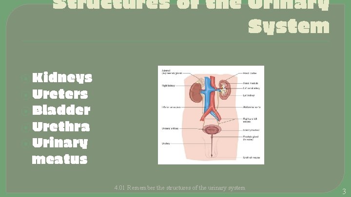Structures of the Urinary System ⦿ Kidneys ⦿ Ureters ⦿ Bladder ⦿ Urethra ⦿