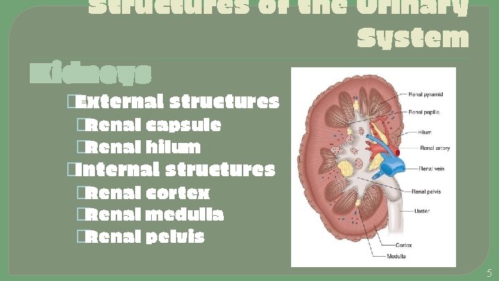 Structures of the Urinary System Kidneys �External structures �Renal capsule �Renal hilum �Internal structures