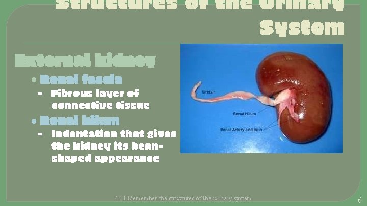 Structures of the Urinary System External kidney • Renal fascia - Fibrous layer of