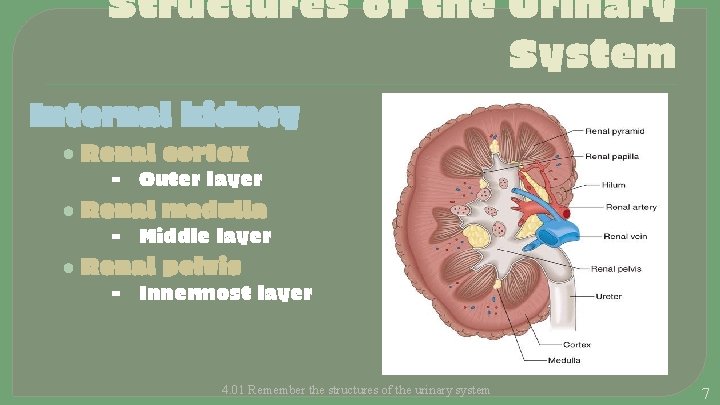 Structures of the Urinary System Internal kidney • Renal cortex - Outer layer •