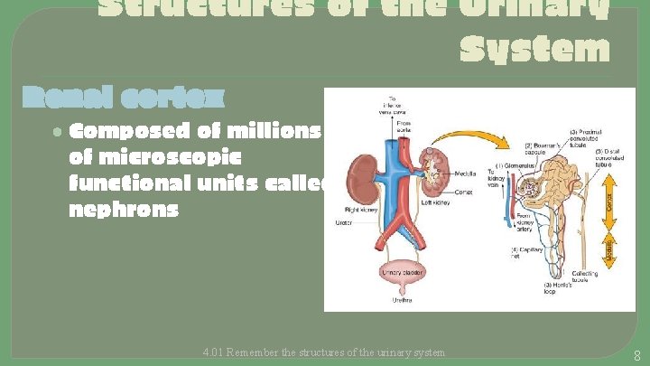 Structures of the Urinary System Renal cortex • Composed of millions of microscopic functional