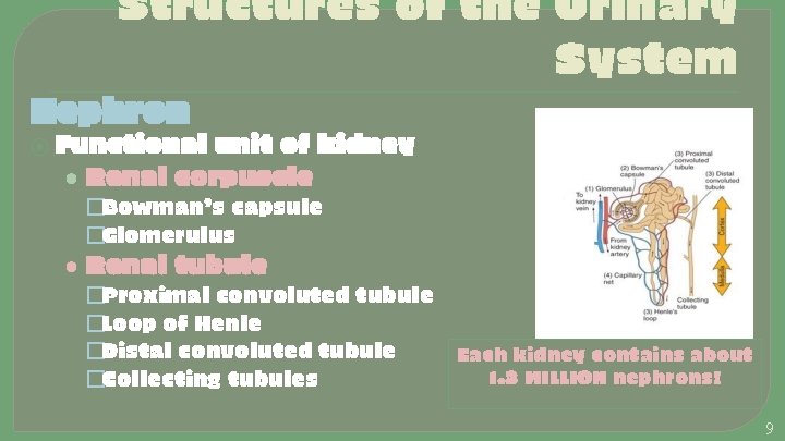 Structures of the Urinary System Nephron ⦿ Functional unit of kidney • Renal corpuscle