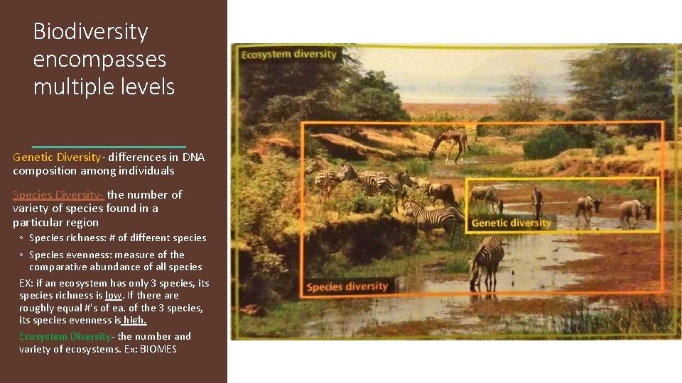 Biodiversity encompasses multiple levels Genetic Diversity- differences in DNA composition among individuals Species Diversity- Biodiversity encompasses multiple levels Genetic Diversity- differences in DNA composition among individuals Species Diversity-