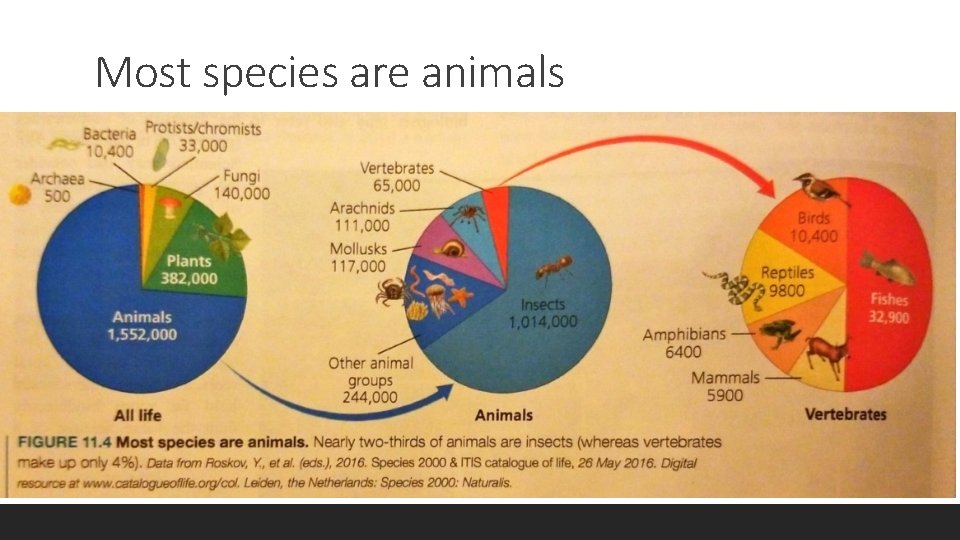Most species are animals  Most species are animals