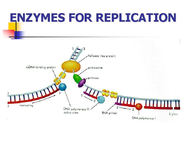 ENZYMES FOR REPLICATION 