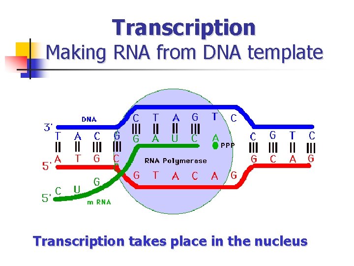 Transcription Making RNA from DNA template Transcription takes place in the nucleus 