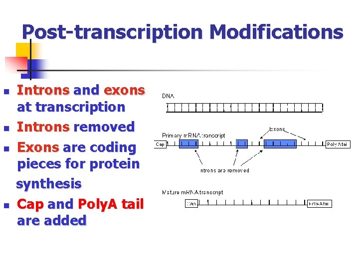 Post-transcription Modifications n n Introns and exons at transcription Introns removed Exons are coding