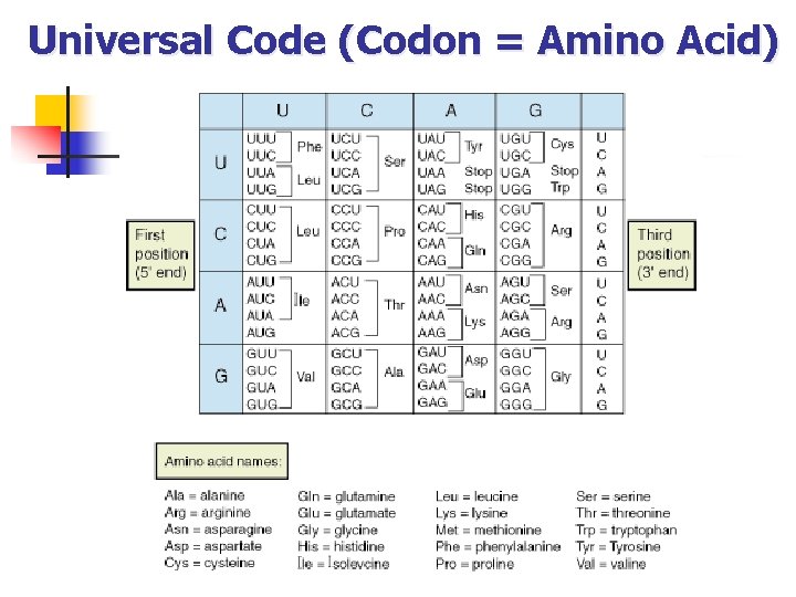 Universal Code (Codon = Amino Acid) 