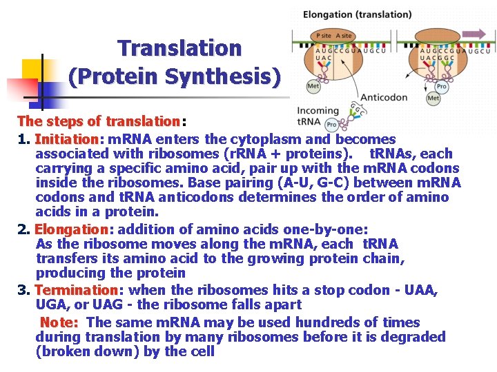 Translation (Protein Synthesis) The steps of translation: translation 1. Initiation: Initiation m. RNA enters