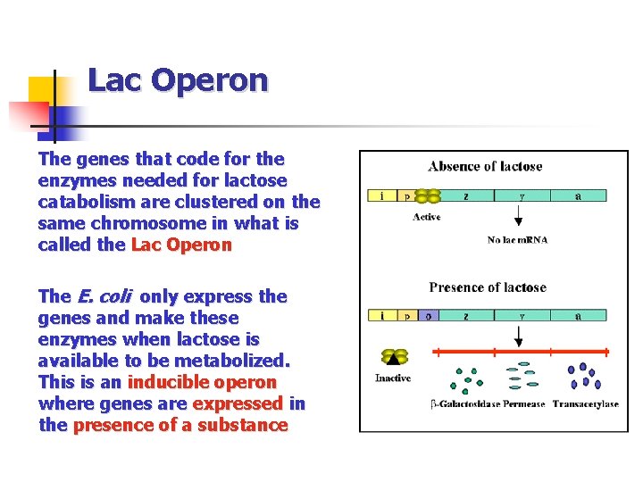 Lac Operon The genes that code for the enzymes needed for lactose catabolism are