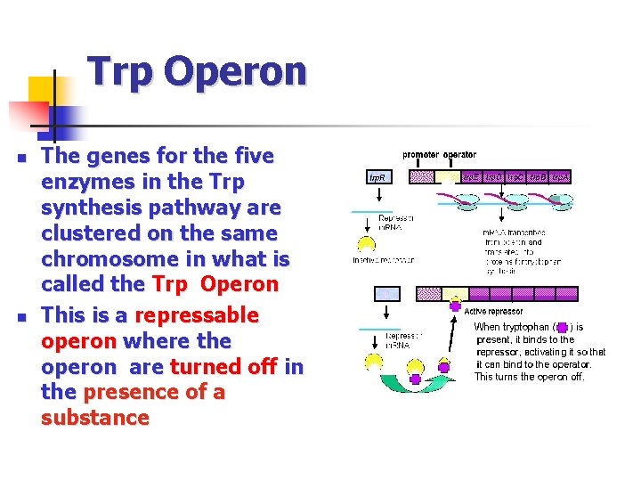 Trp Operon n n The genes for the five enzymes in the Trp synthesis