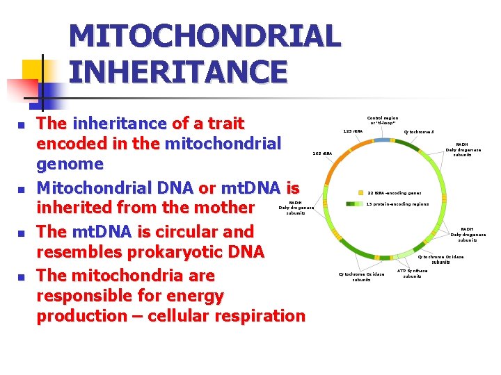MITOCHONDRIAL INHERITANCE n n The inheritance of a trait encoded in the mitochondrial genome