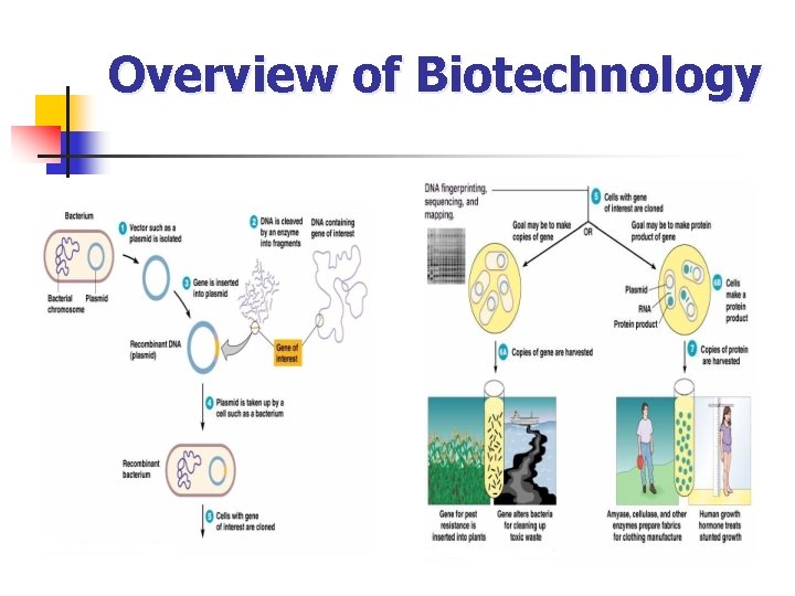 Overview of Biotechnology 