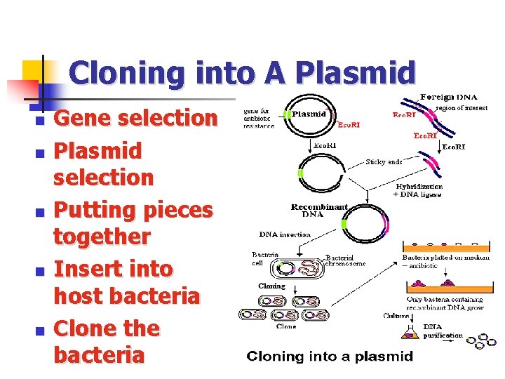 Cloning into A Plasmid n n n Gene selection Plasmid selection Putting pieces together