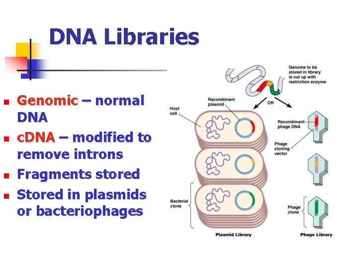 DNA Libraries n n Genomic – normal DNA c. DNA – modified to remove