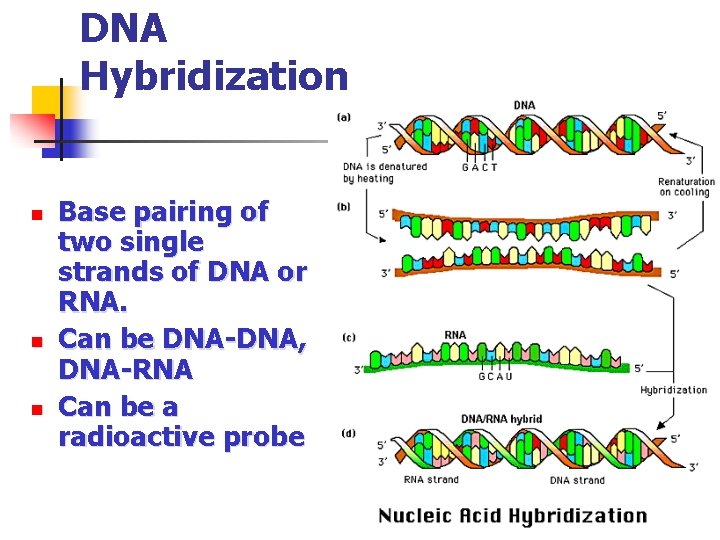 DNA Hybridization n Base pairing of two single strands of DNA or RNA. Can