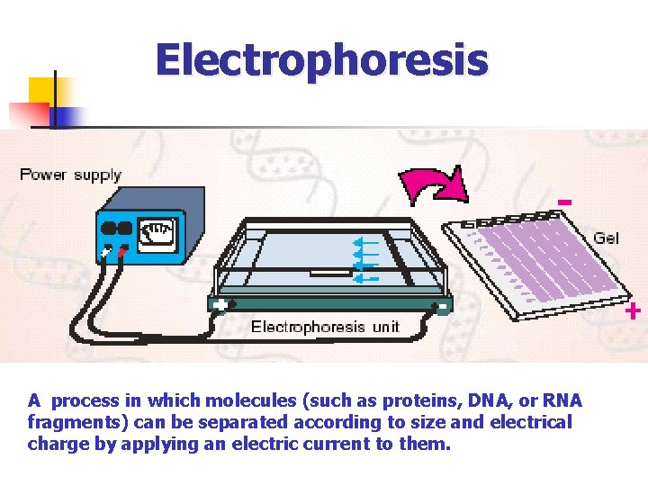 Electrophoresis A process in which molecules (such as proteins, DNA, or RNA fragments) can