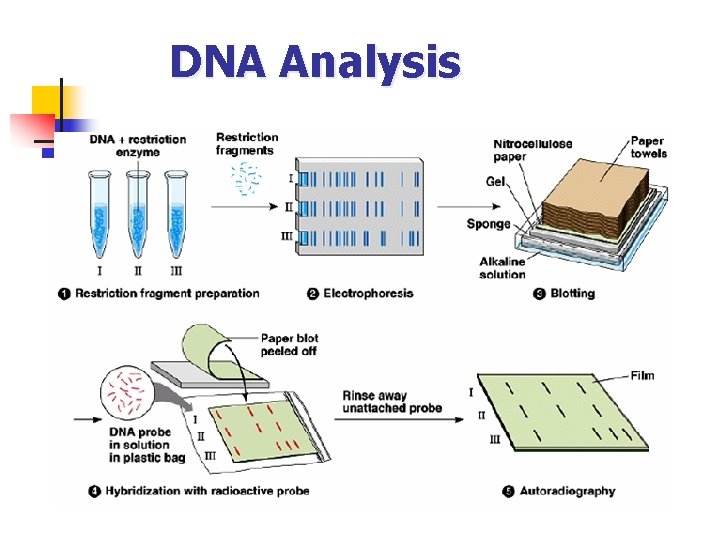 DNA Analysis 