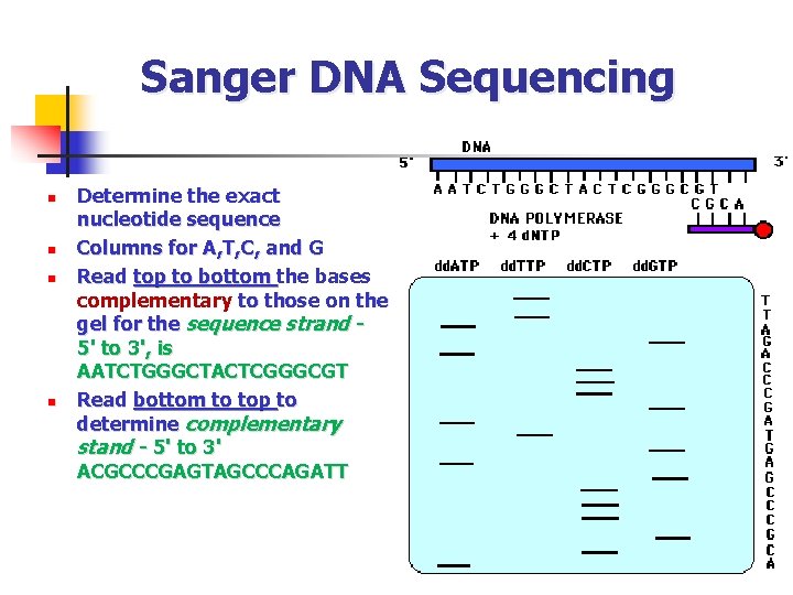 Sanger DNA Sequencing n n Determine the exact nucleotide sequence Columns for A, T,